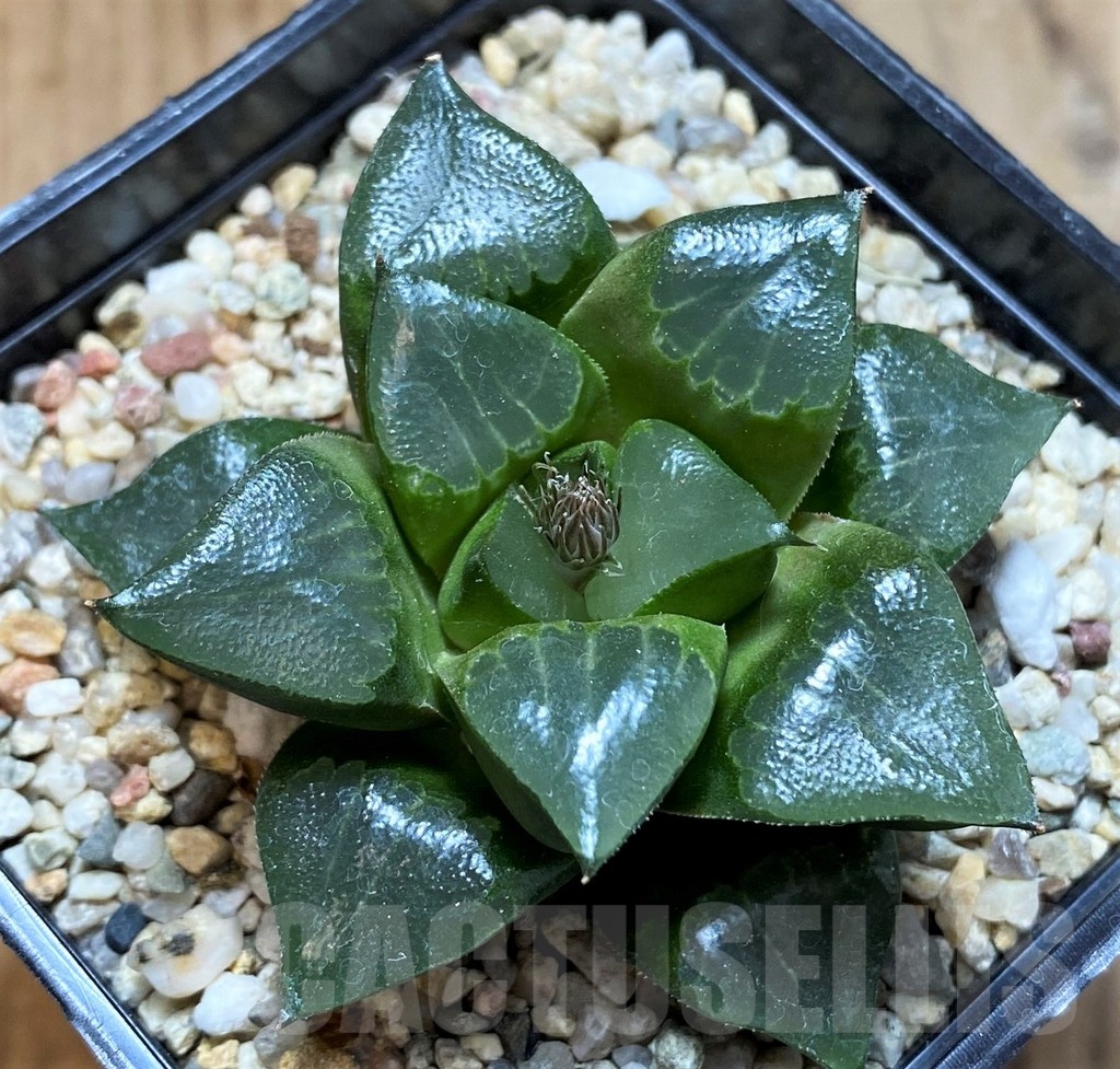 SH22621 Haworthia retusa x bayeri
