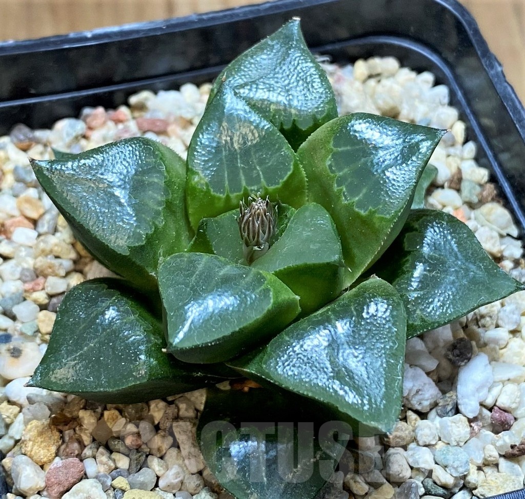 SH22621 Haworthia retusa x bayeri - Image 2