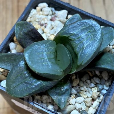 SH22565 Haworthia mutica hybrid