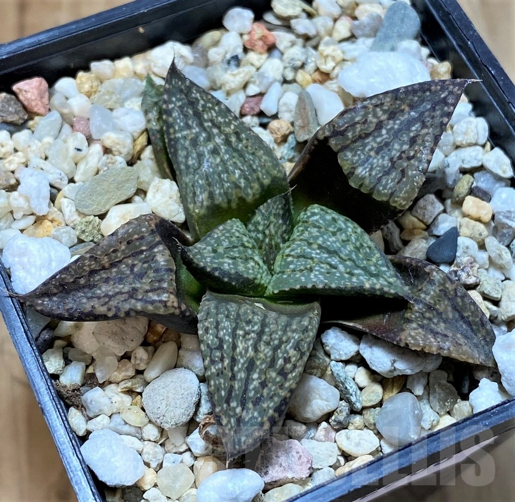 SH22568 Haworthia picta