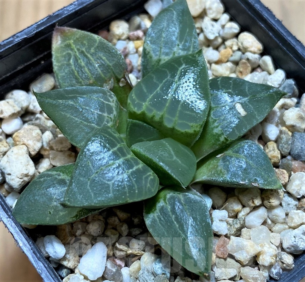 SH22557 Haworthia comptonina x bayeri - Image 2