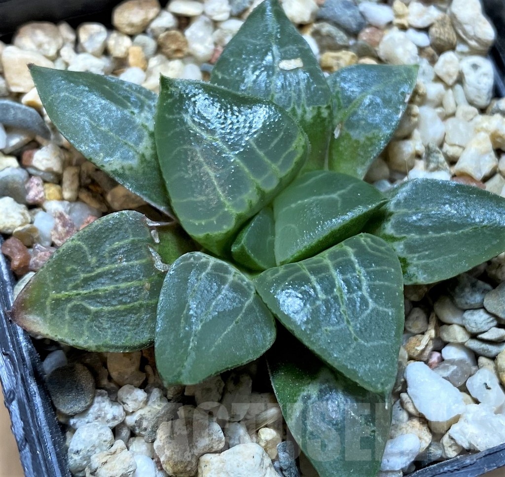 SH22557 Haworthia comptonina x bayeri