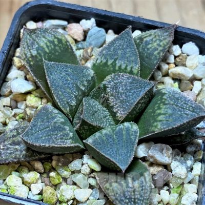 SH22578 Haworthia splendens hybrid