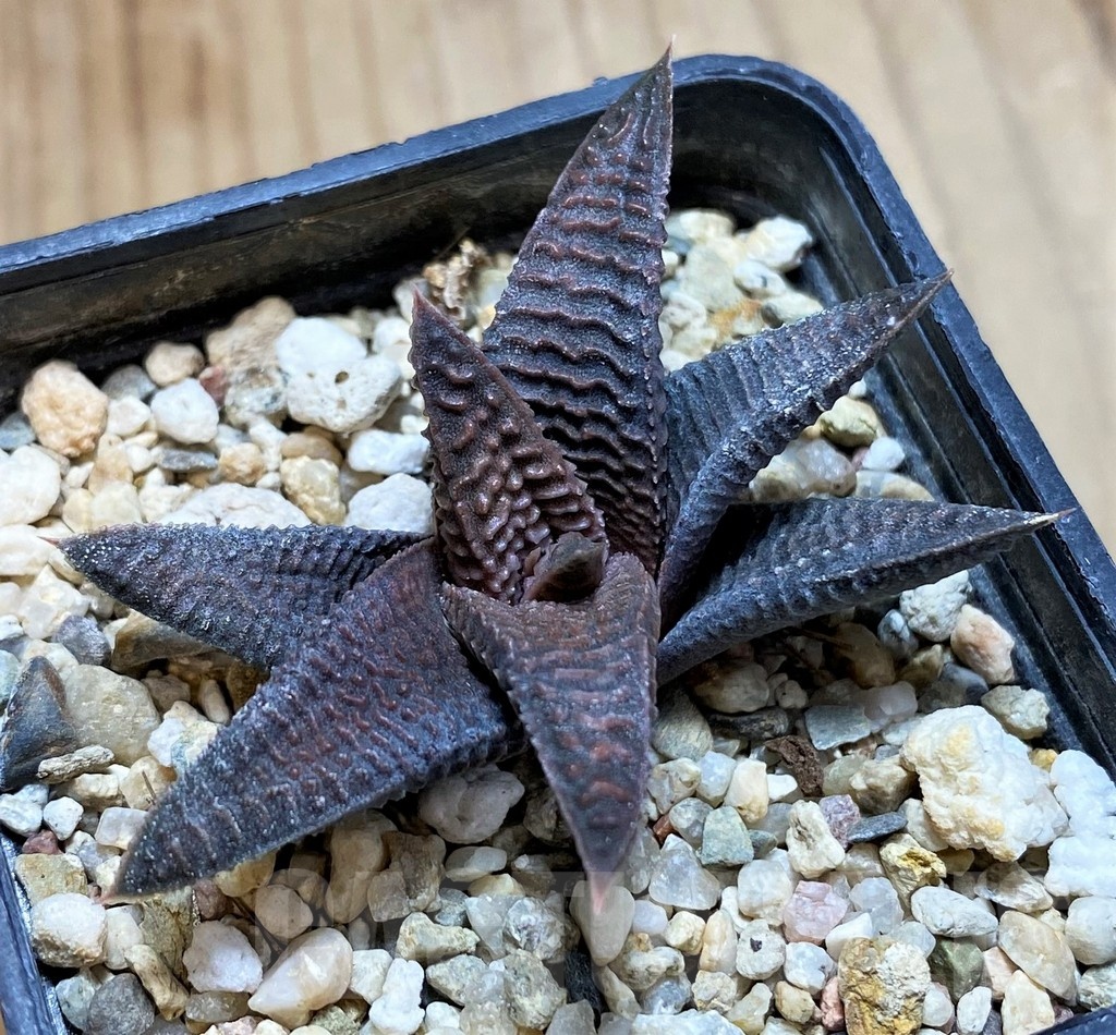 SH22585 Haworthia limifolia v. striata x koelmaniorum