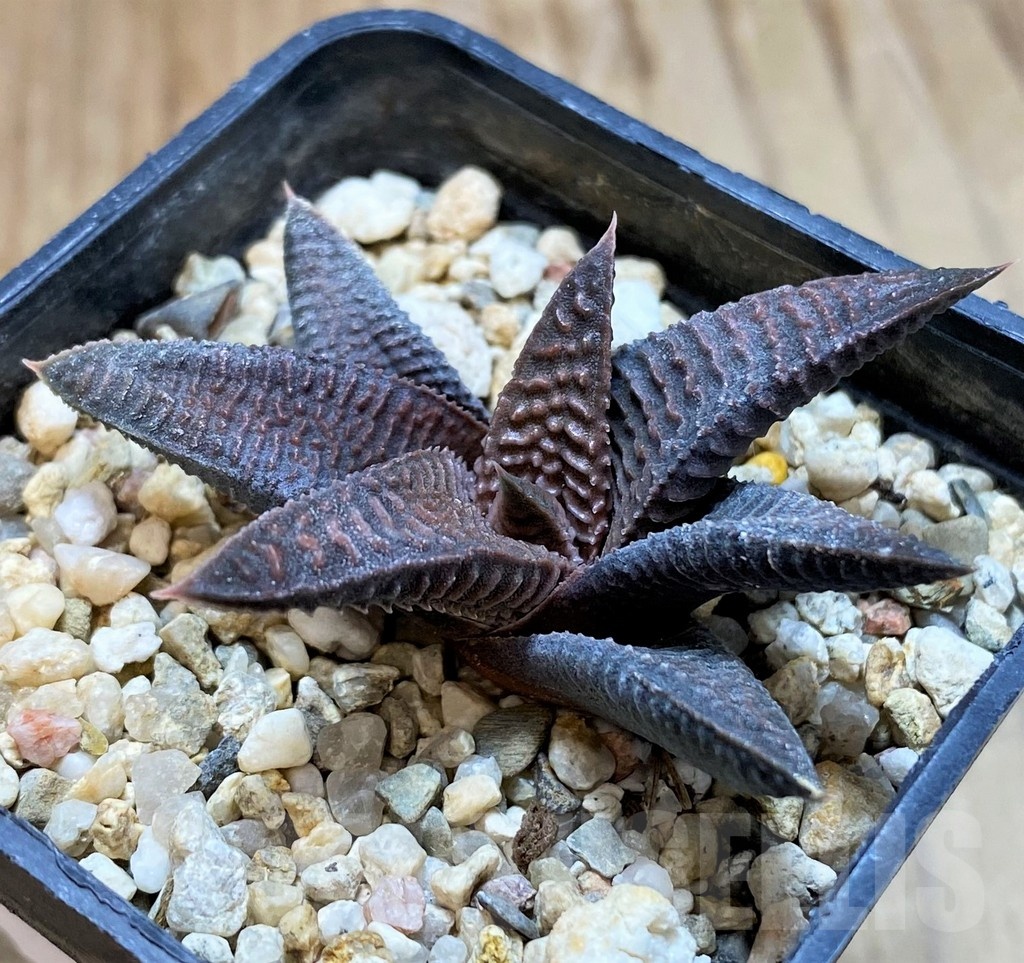 SH22585 Haworthia limifolia v. striata x koelmaniorum - Image 2