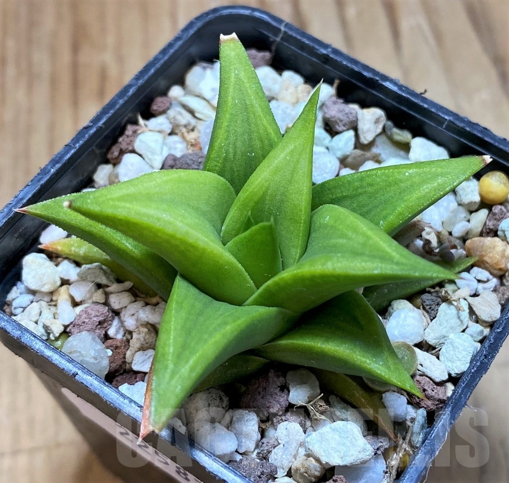 SH22587 Haworthia tortuosa hybrid - Image 2