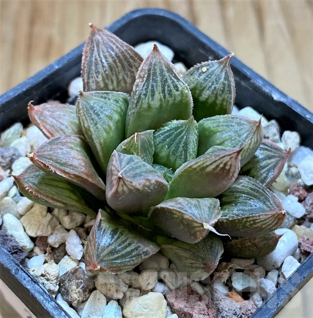 SH22588 Haworthia cooperi hybrid - Image 2