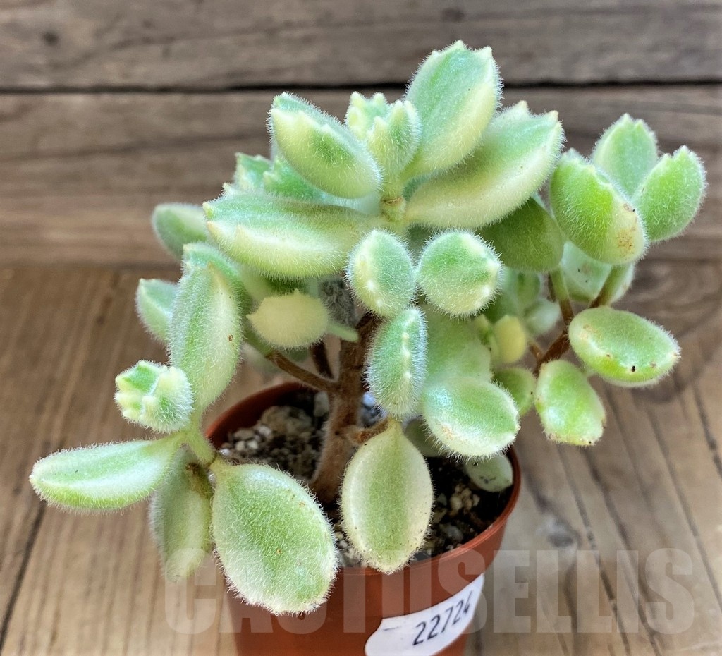 SH22724 Cotyledon tomentosa 'Bear’s Paw'