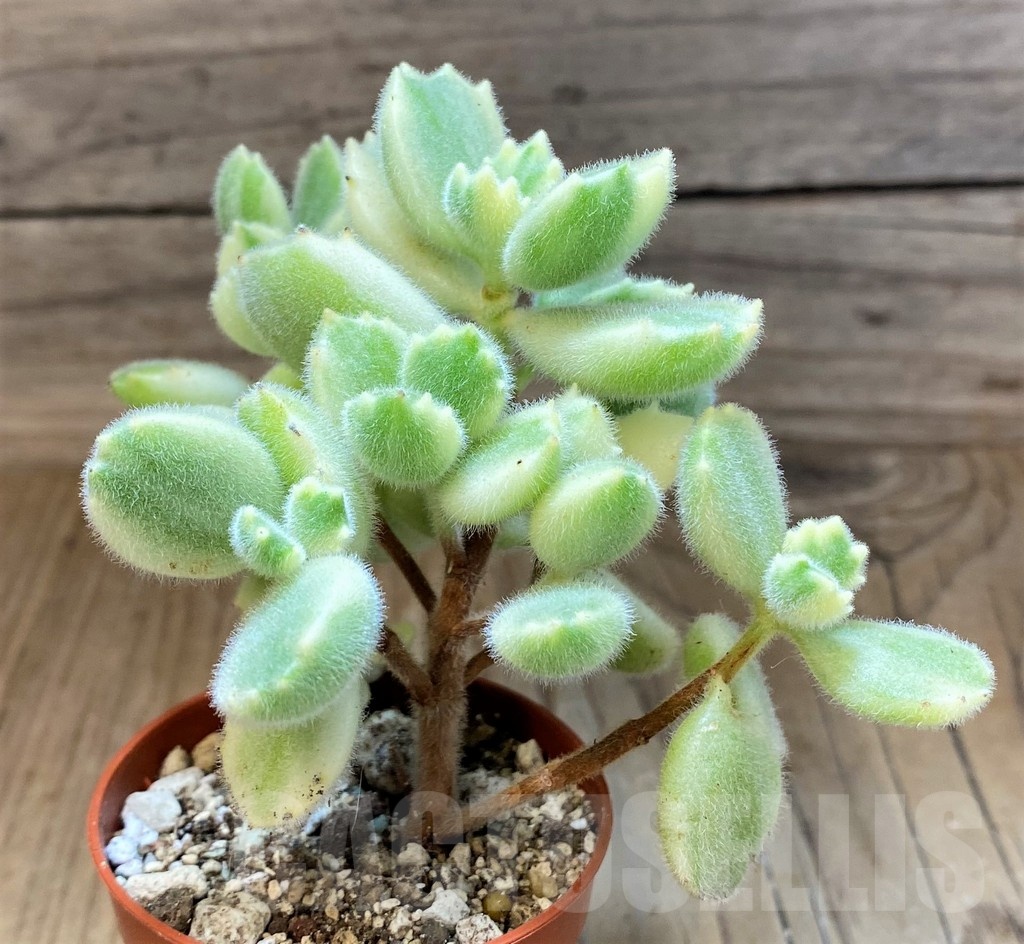 SH22724 Cotyledon tomentosa 'Bear’s Paw' - Image 3