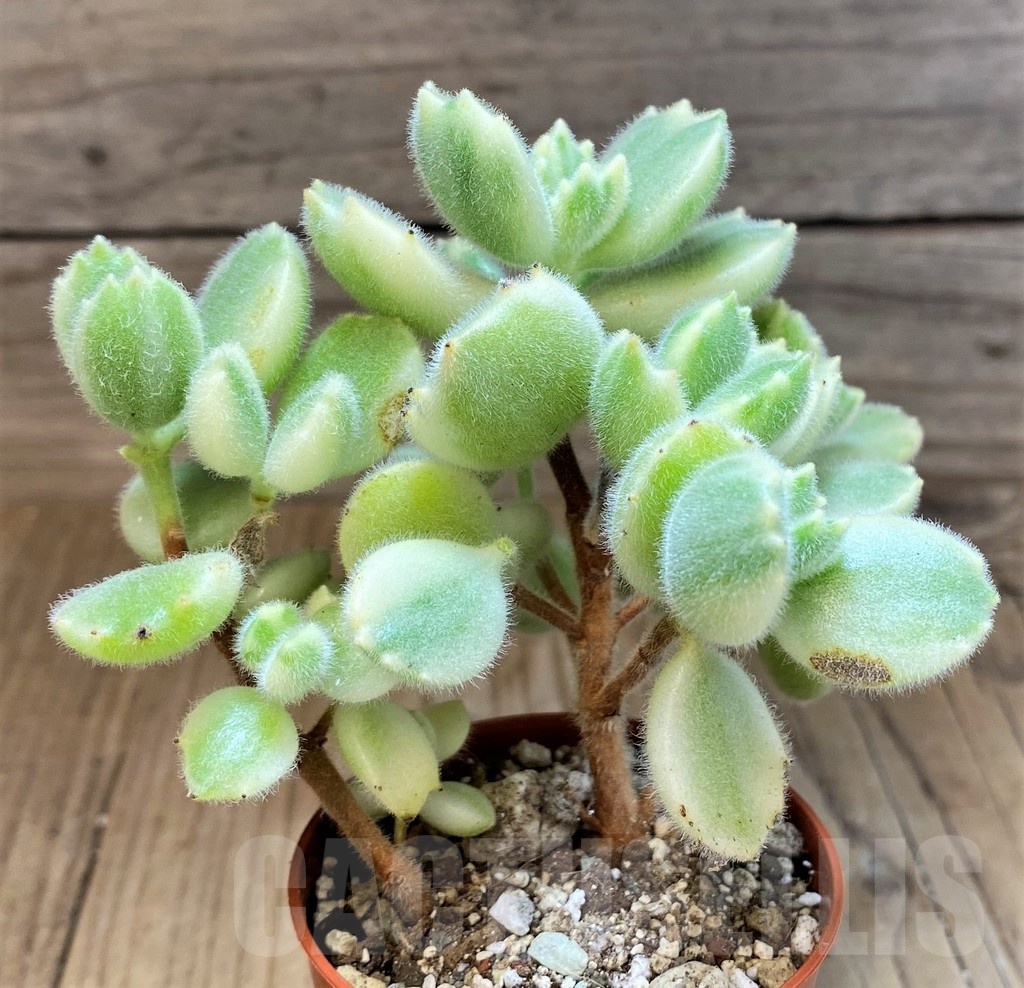 SH22724 Cotyledon tomentosa 'Bear’s Paw' - Image 2