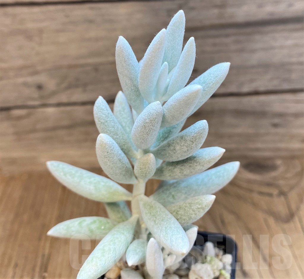 SH22725 Senecio haworthii