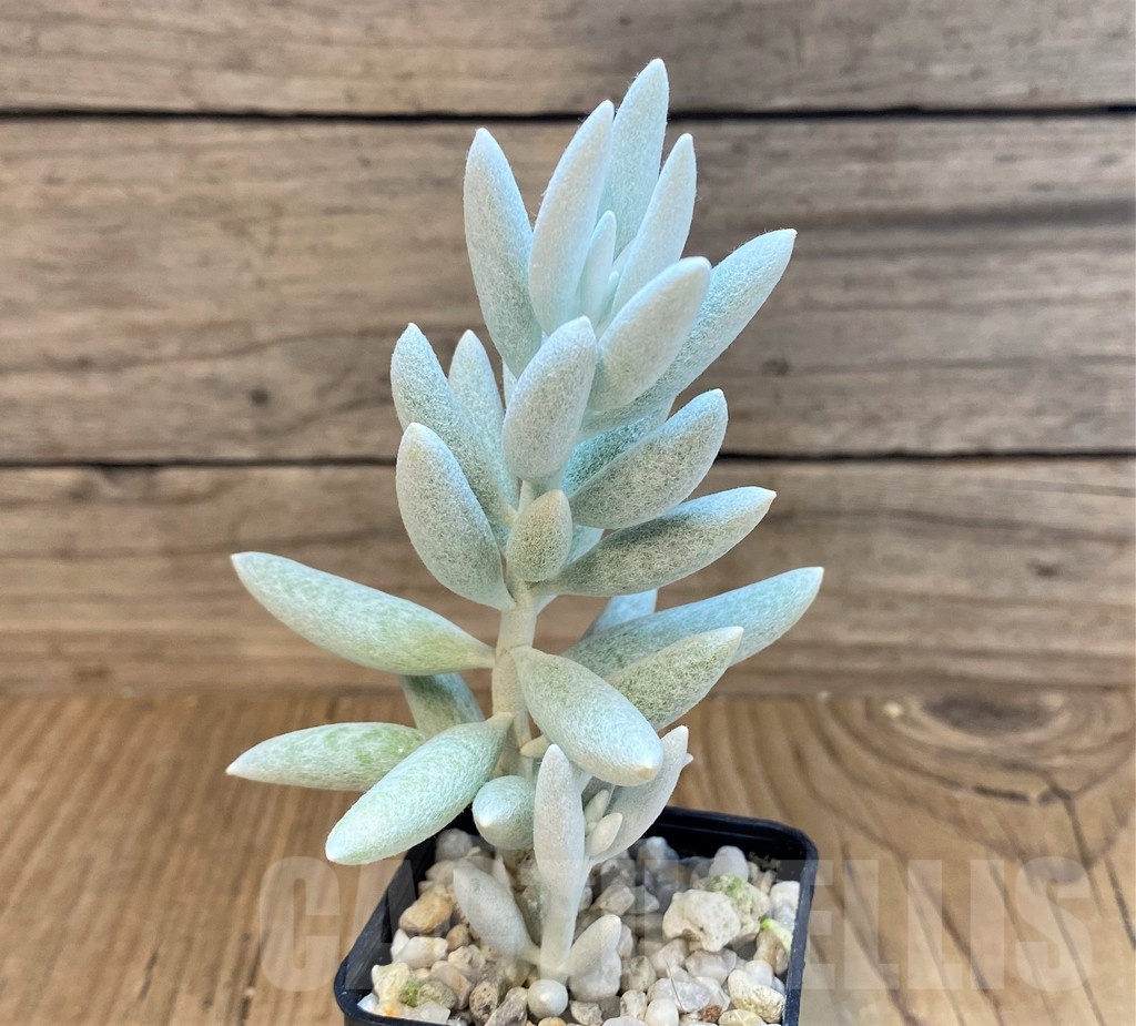 SH22725 Senecio haworthii - Image 2