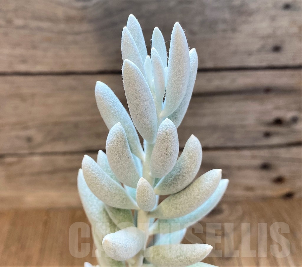 SH22726 Senecio haworthii
