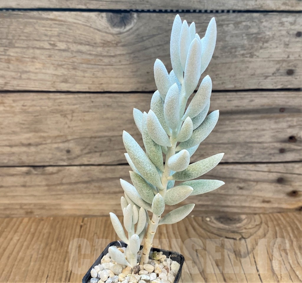SH22726 Senecio haworthii - Image 2