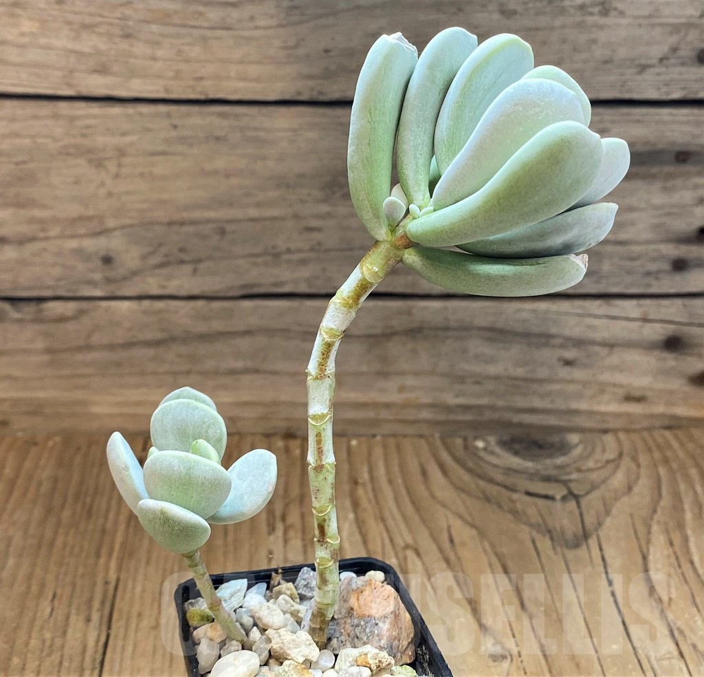 SH22727 Cotyledon hybrid - Image 2
