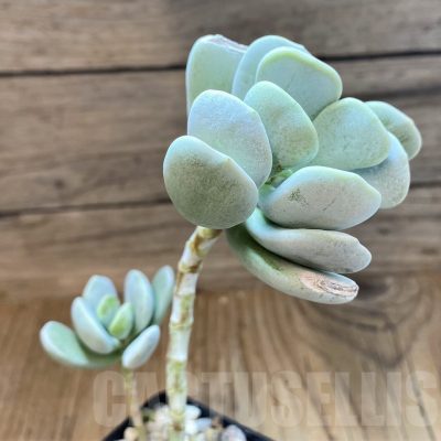 SH22727 Cotyledon hybrid