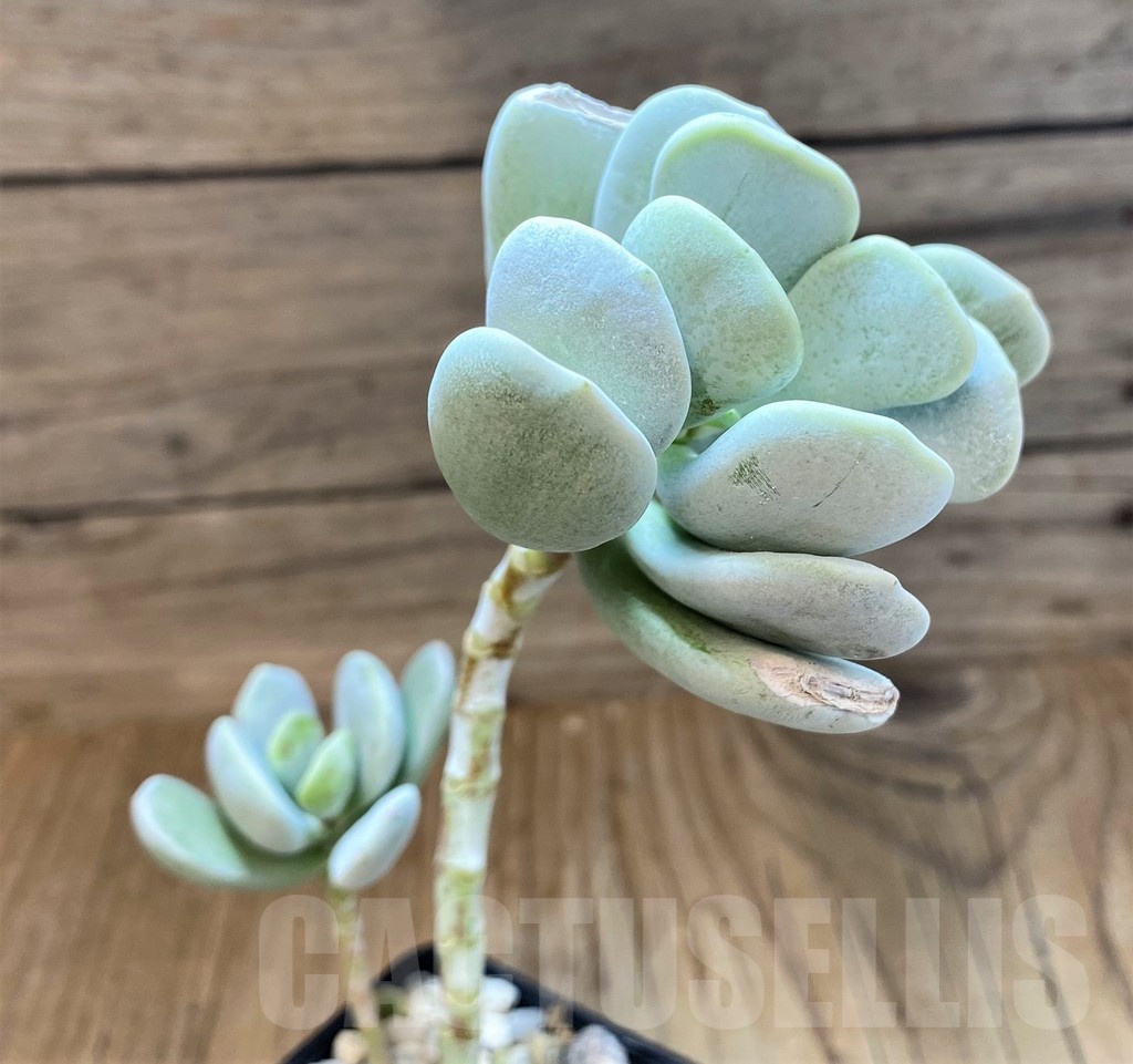 SH22727 Cotyledon hybrid