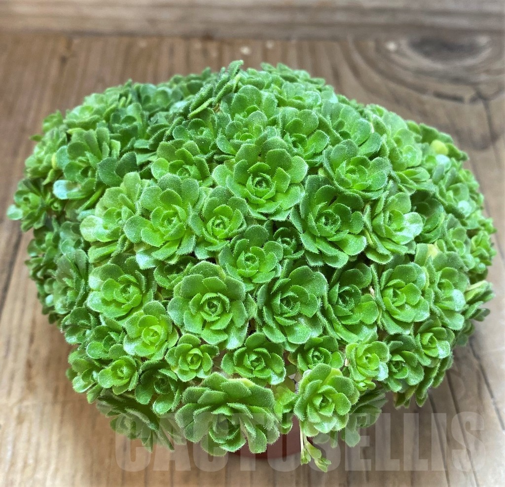 SH22729 Rosularia platyphylla