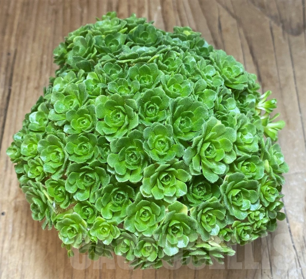 SH22729 Rosularia platyphylla - Image 2