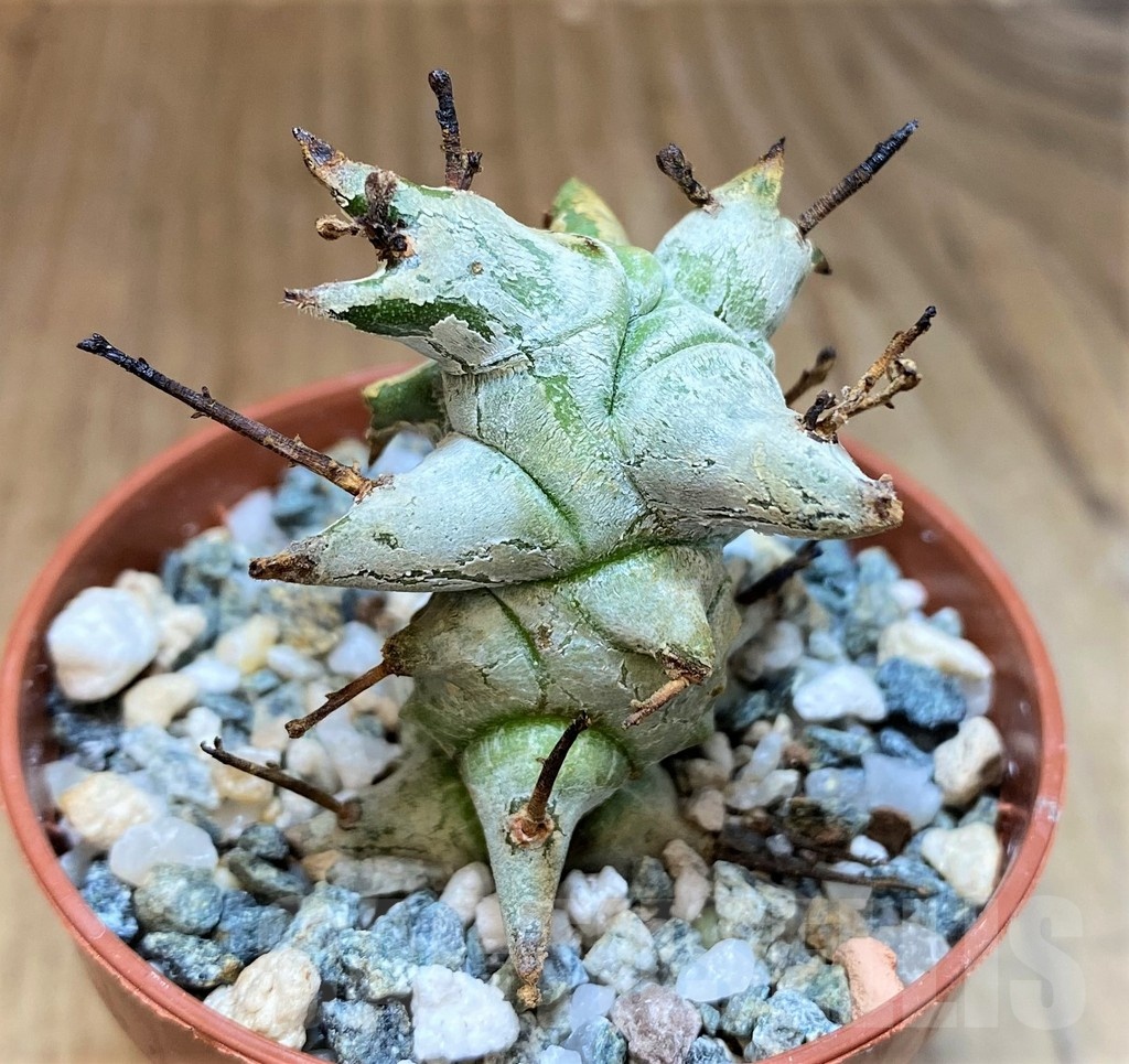 SH22731 Euphorbia horrida f. monstrosa