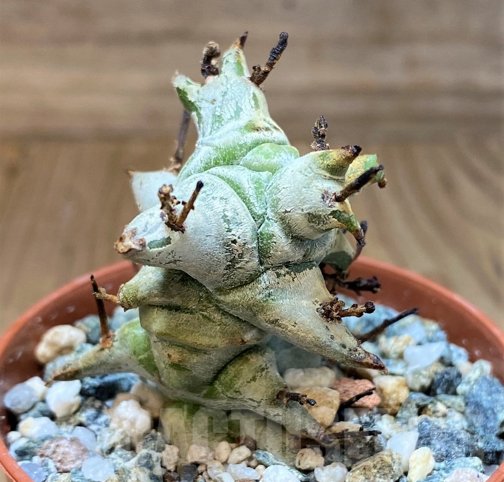 SH22731 Euphorbia horrida f. monstrosa - Image 2