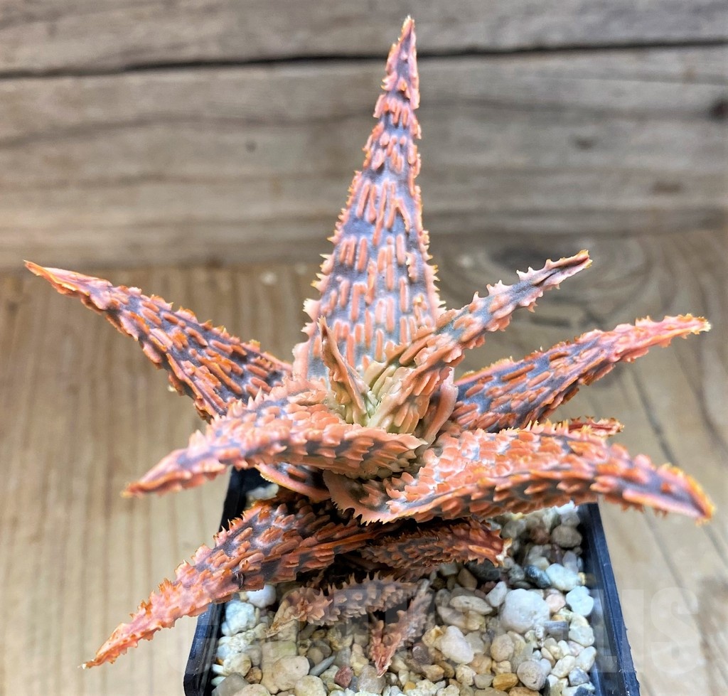 SH22733 Aloe TCT hybrid - Image 2