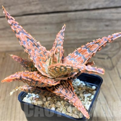 SH22733 Aloe TCT hybrid