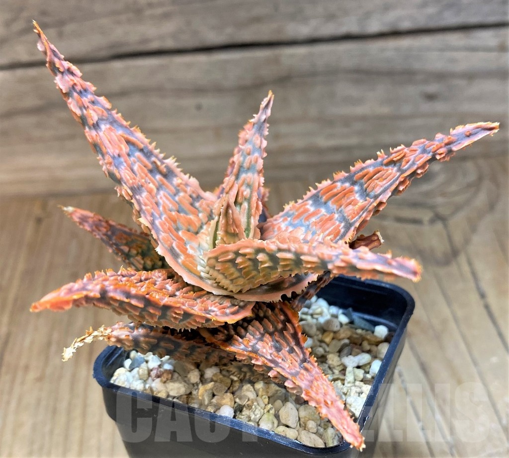 SH22733 Aloe TCT hybrid