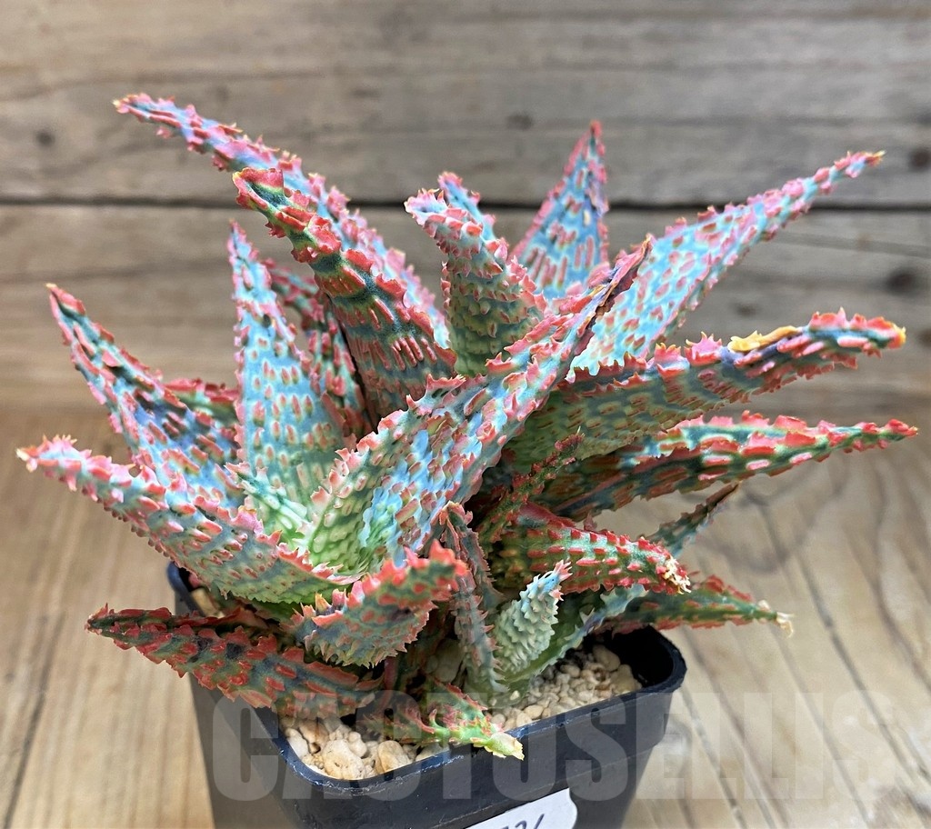 SH22734 Aloe TCT hybrid - Image 2