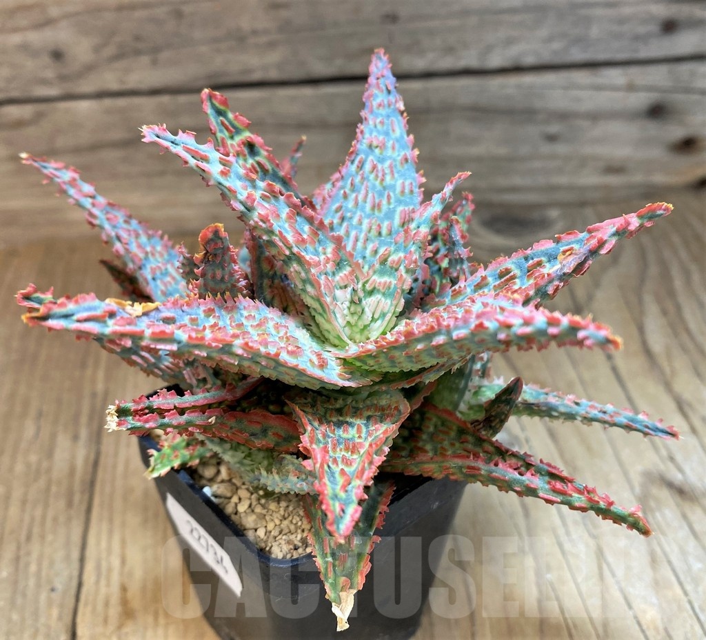 SH22734 Aloe TCT hybrid