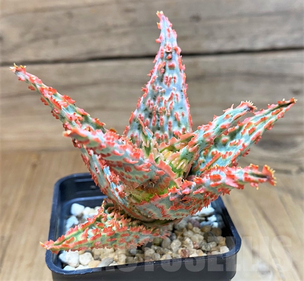 SH22735 Aloe TCT hybrid