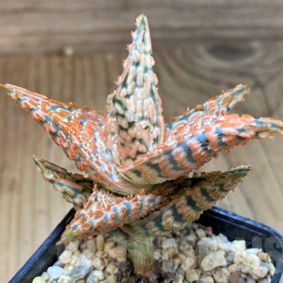 SH22738 Aloe TCT hybrid