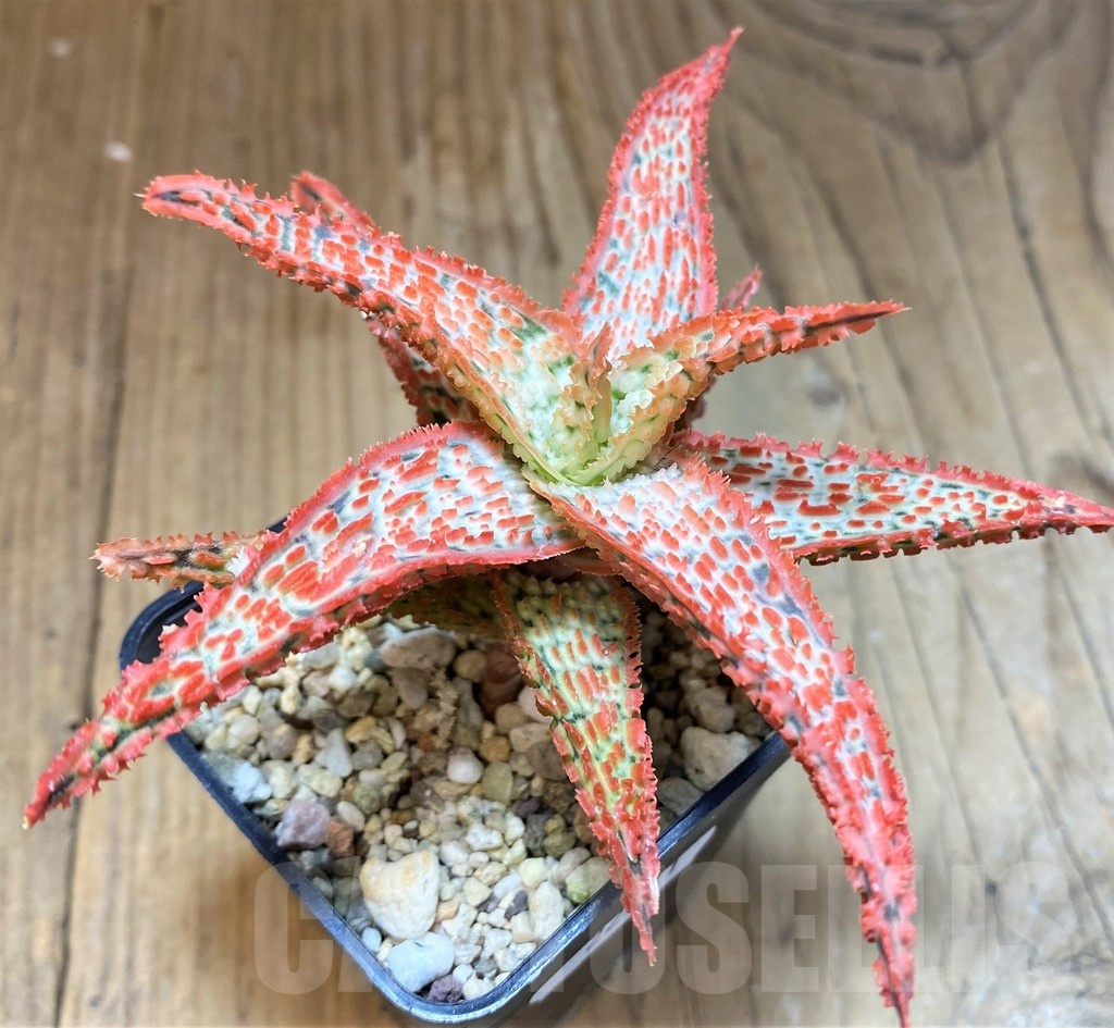 SH22741 Aloe TCT hybrid - Image 2