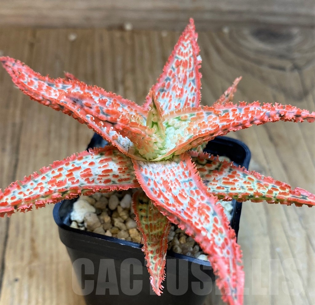 SH22741 Aloe TCT hybrid