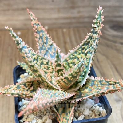 SH22742 Aloe TCT hybrid