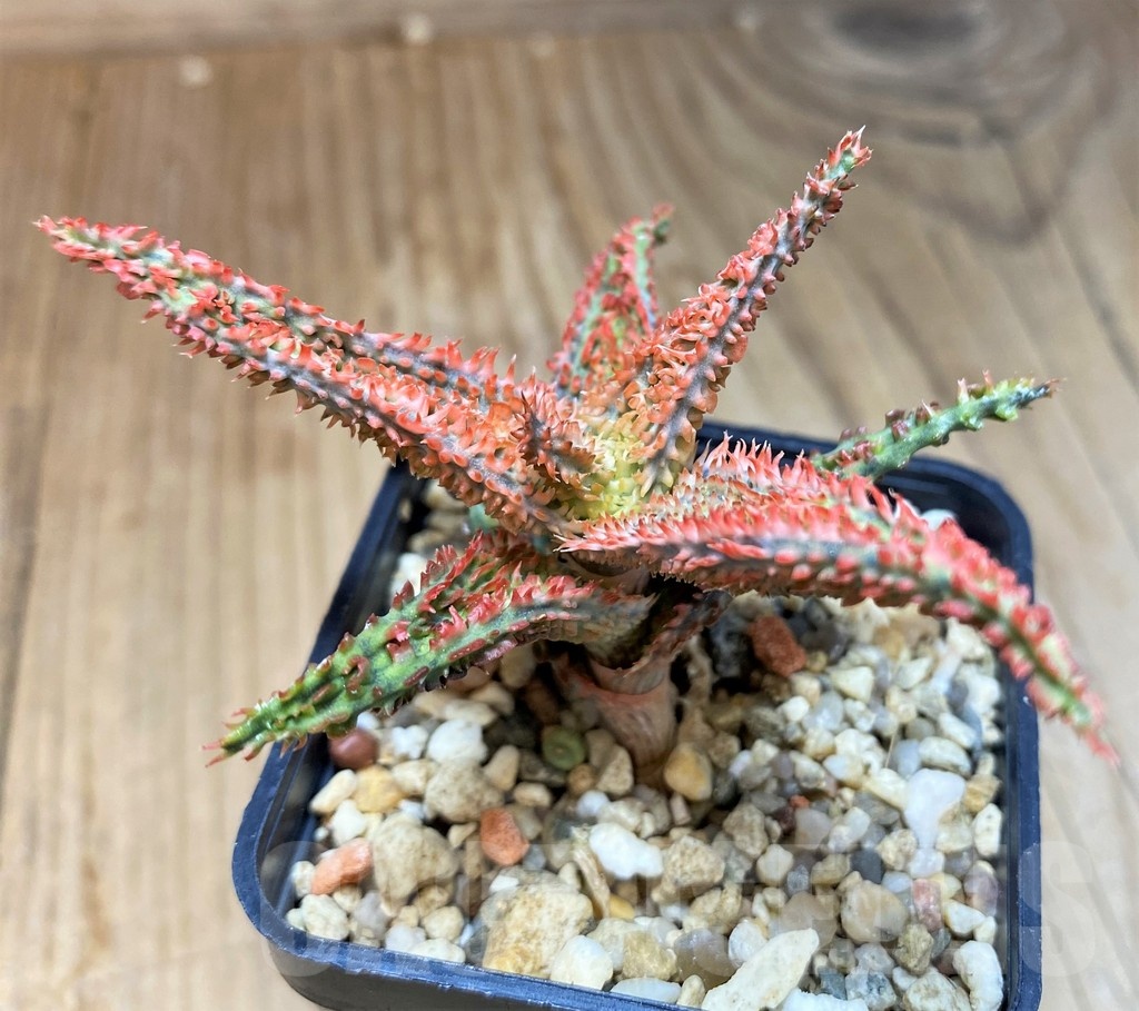 SH22745 Aloe TCT hybrid - Image 2