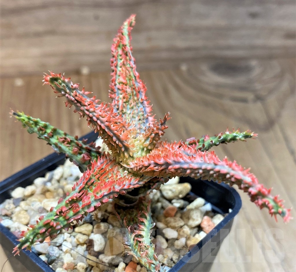 SH22745 Aloe TCT hybrid
