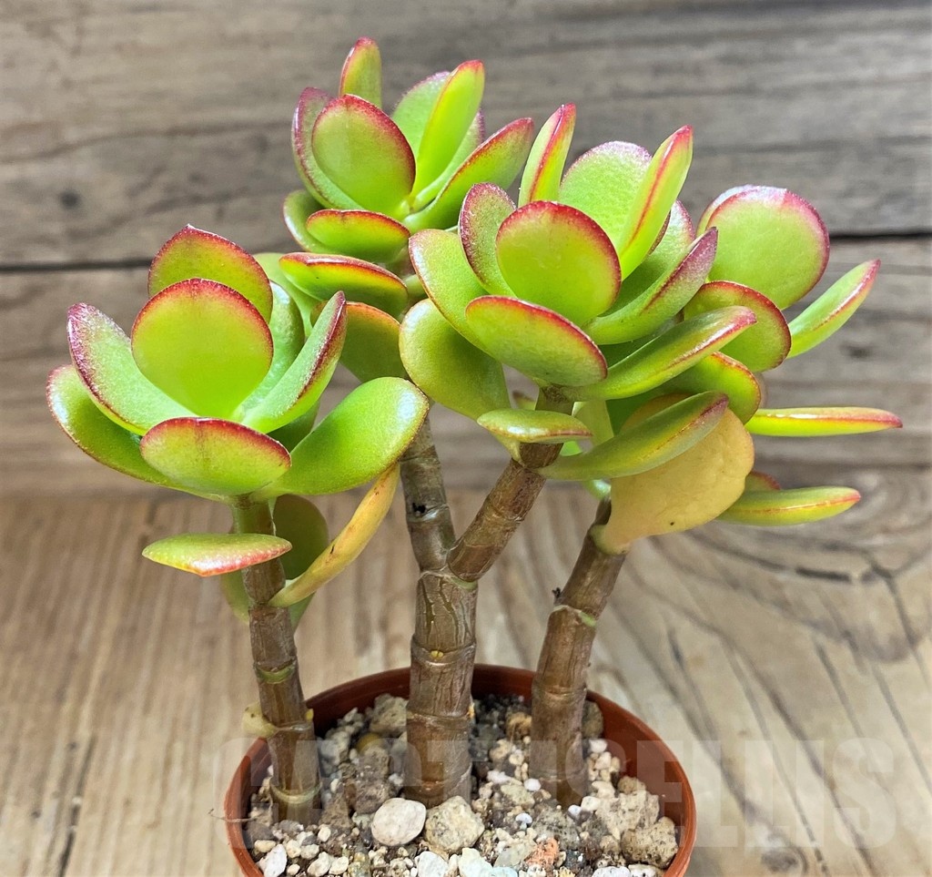 SH22695 Crassula ovata 'Minima'