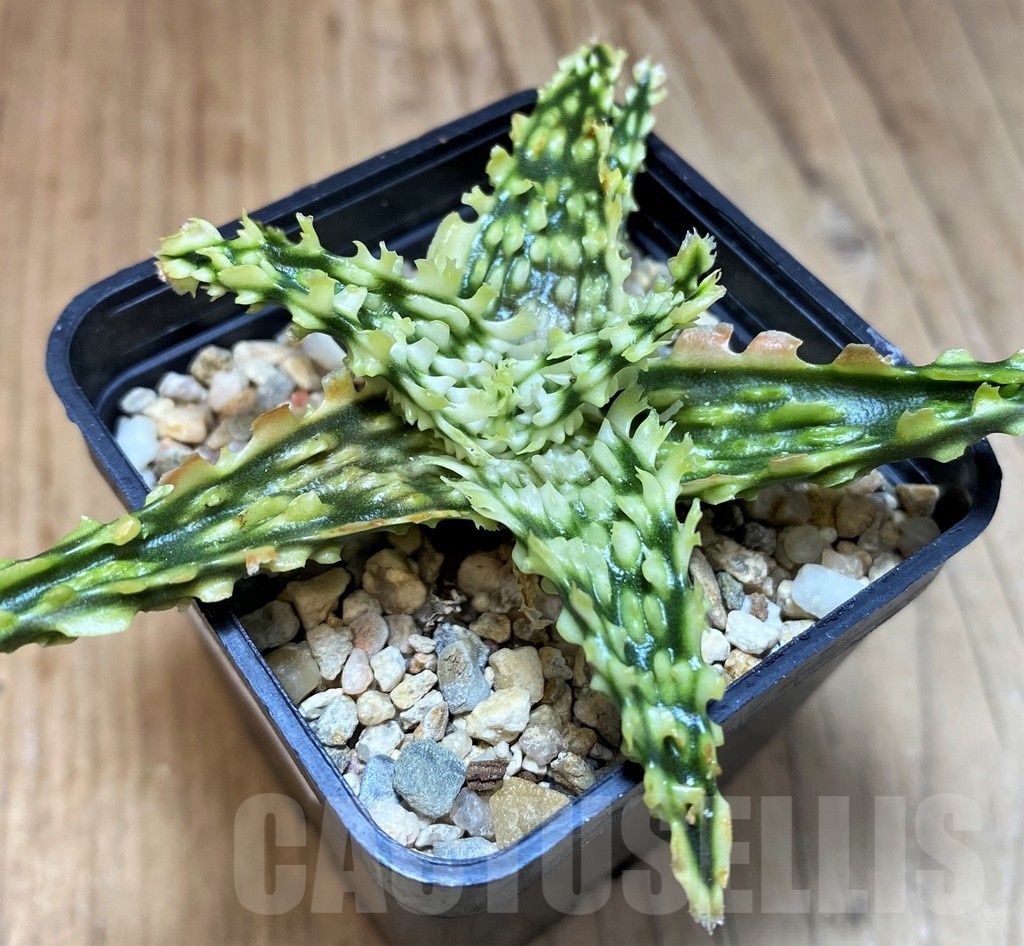 SH22746 Aloe TCT hybrid