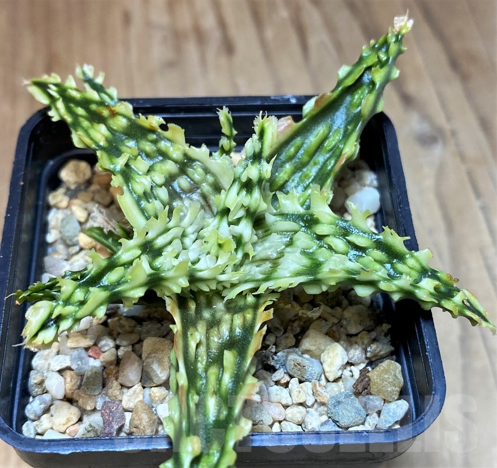 SH22746 Aloe TCT hybrid - Image 2