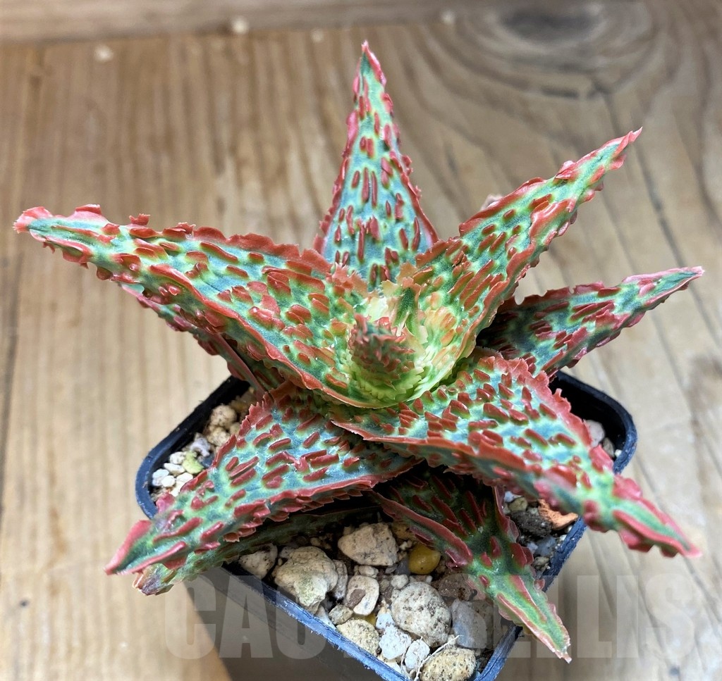 SH22747 Aloe TCT hybrid - Image 2