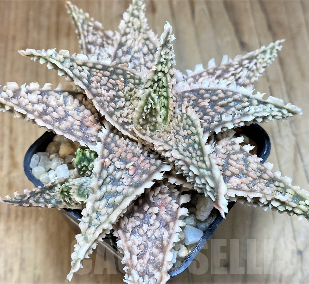 SH22748 Aloe TCT hybrid