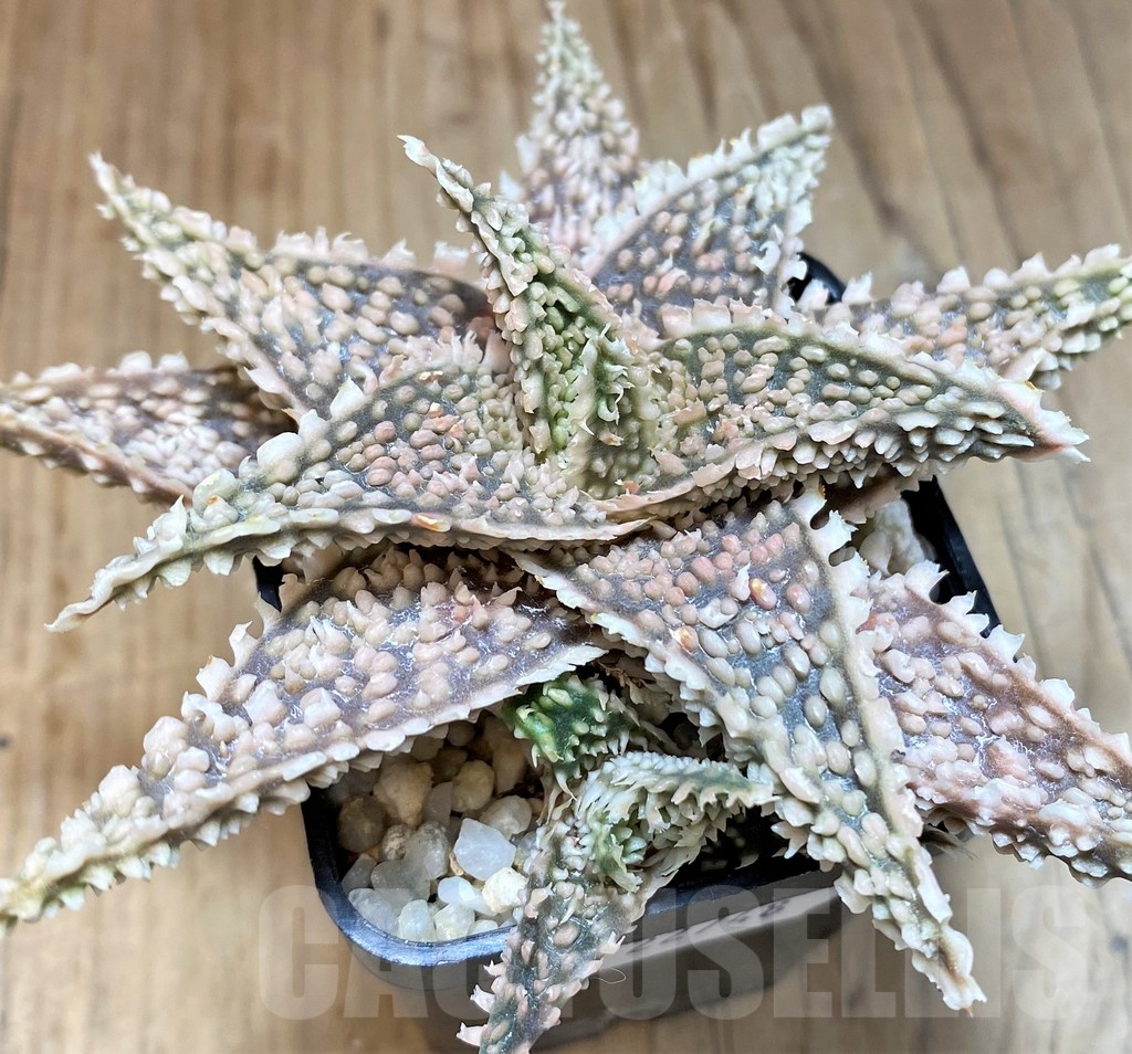 SH22748 Aloe TCT hybrid - Image 2