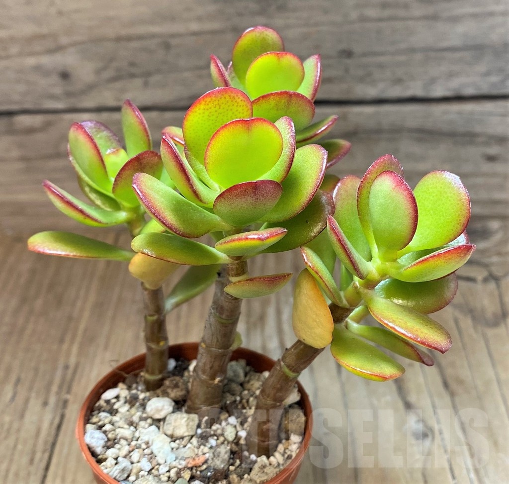 SH22695 Crassula ovata 'Minima' - Image 2