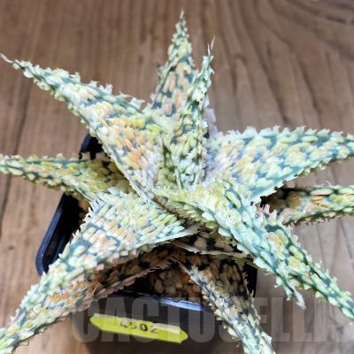 SH4502 Aloe TCT hybrid