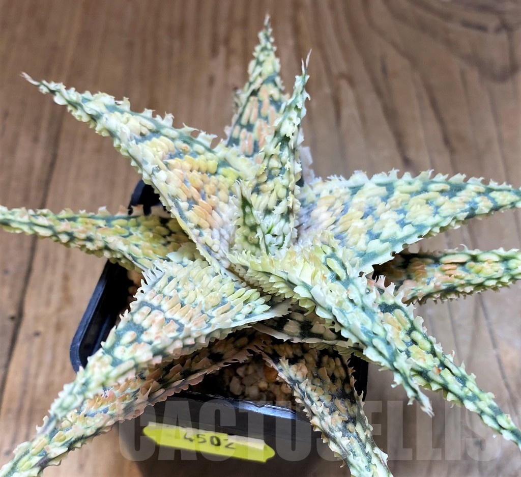 SH4502 Aloe TCT hybrid