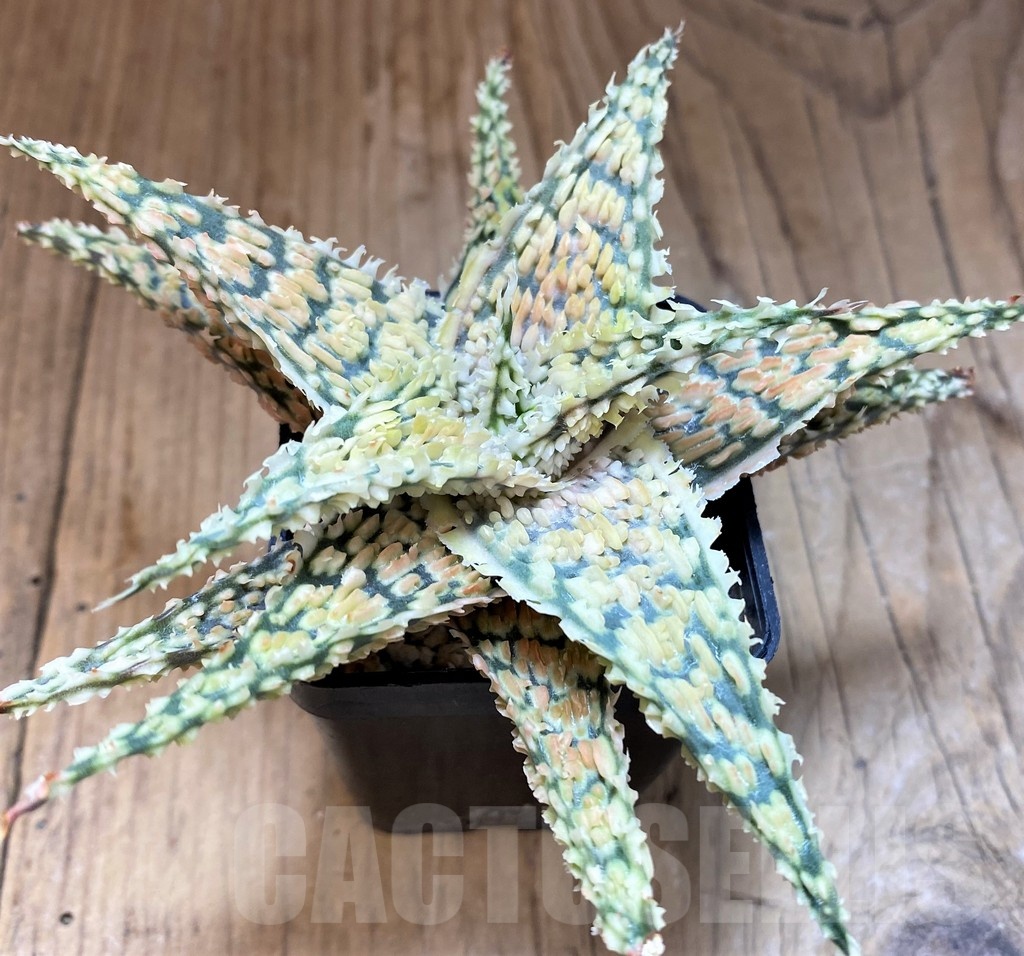 SH4502 Aloe TCT hybrid - Image 2
