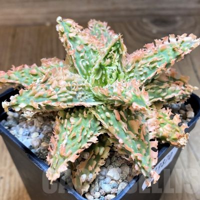 SH19870 Aloe TCT hybrid