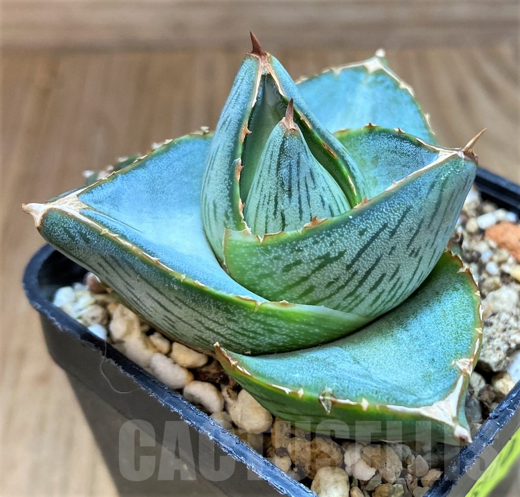 SH5510 Agave pumila