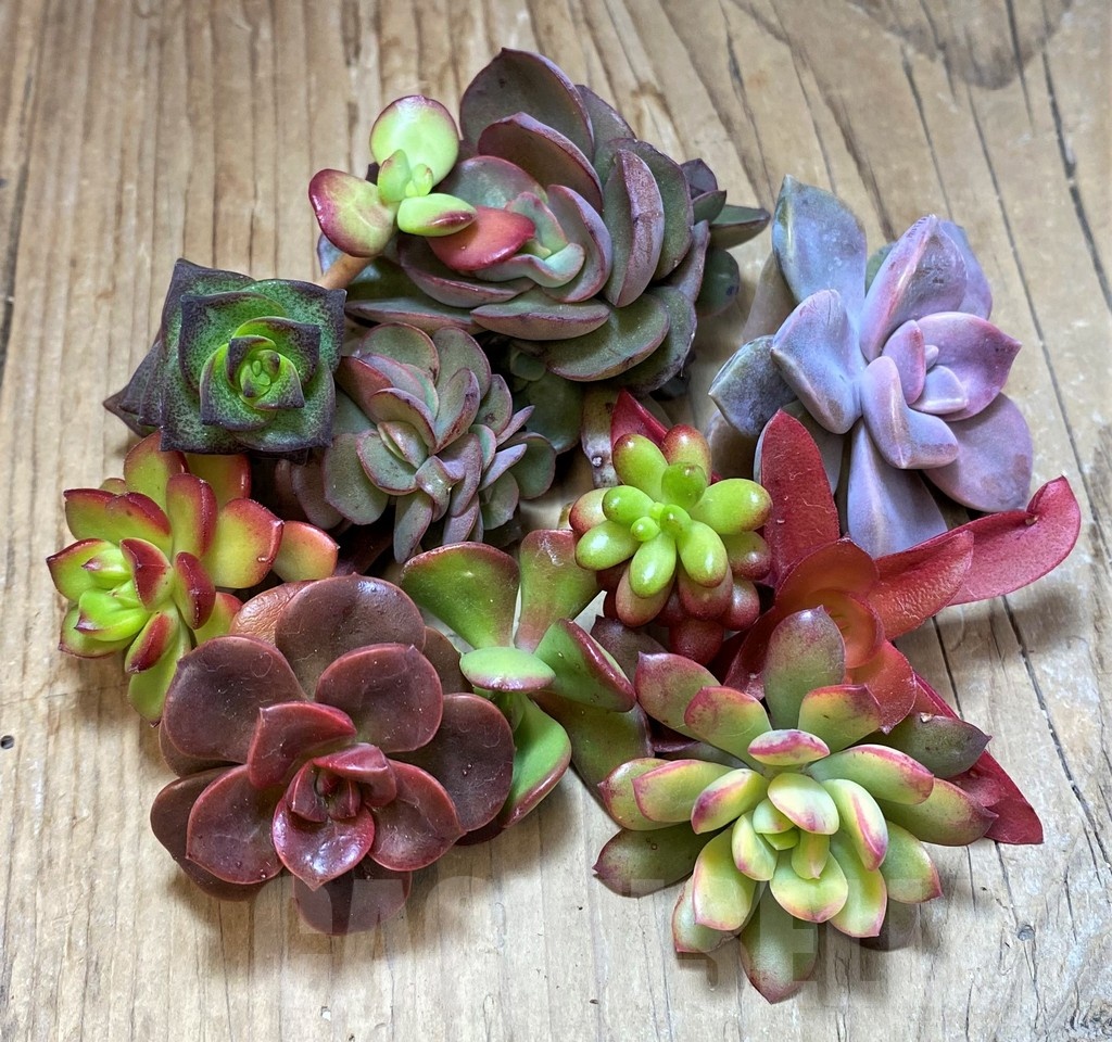 SH22751 Succulents mix, cuted - Image 2